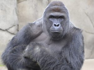 WCPO_Harambe_Cincinnati_Zoo_silverback_gorilla_1429037871541_16763037_ver1.0_640_480